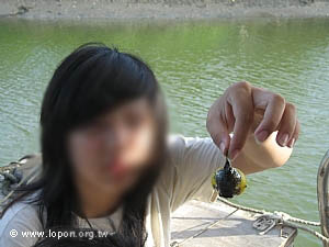 看看河豚，牠的小嘴巴鼓起來，生氣囉！